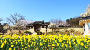 누가 꽃구경을 돈내고 합니까? 예산에선 수선화가 무료관람입니다