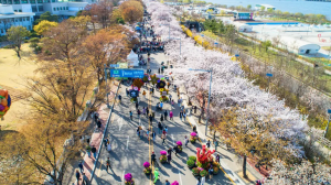 “벚꽃보러 진해간다고?” 이제는 진해보다는 이곳이 ...