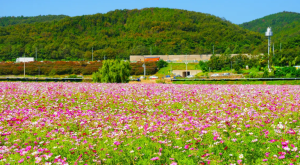6만 7천평 무료개방인데 하루에 다 볼 수 있을까? 코스모스 명소로 떠오...