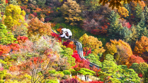 봄꽃을 한곳에서 모두 만날 수 있는곳이 있다? 그것도 수도권 근교에서?