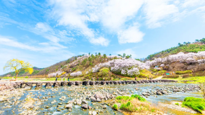 천년의 숨결을 머금은 93.6미터 붉은 돌다리에서 만나는 봄날의 벚꽃