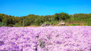 9월에 문경 개미취 축제에 가보면 온 세상이 보랏빛으로 보일거에요