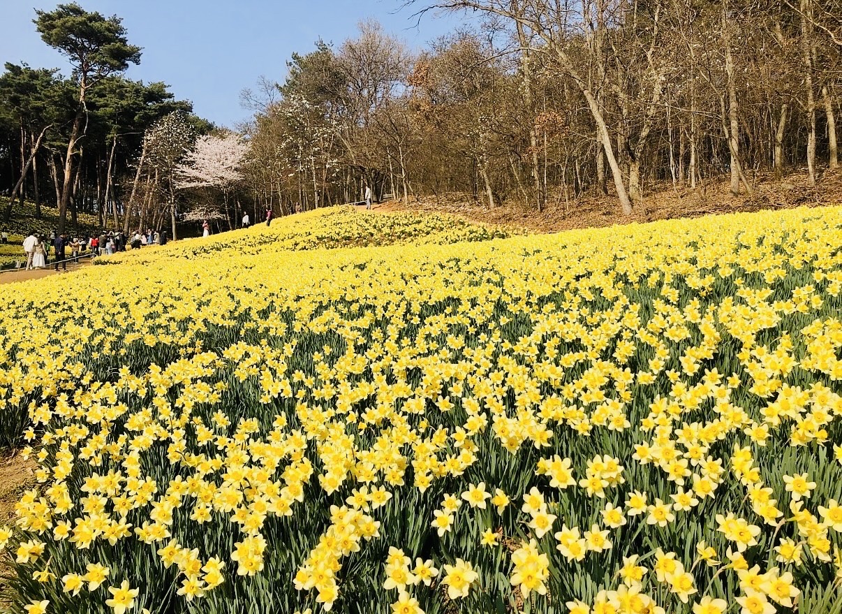 2026 서산 유기방가옥 축제 서산가볼만한곳 수선화 축제 2