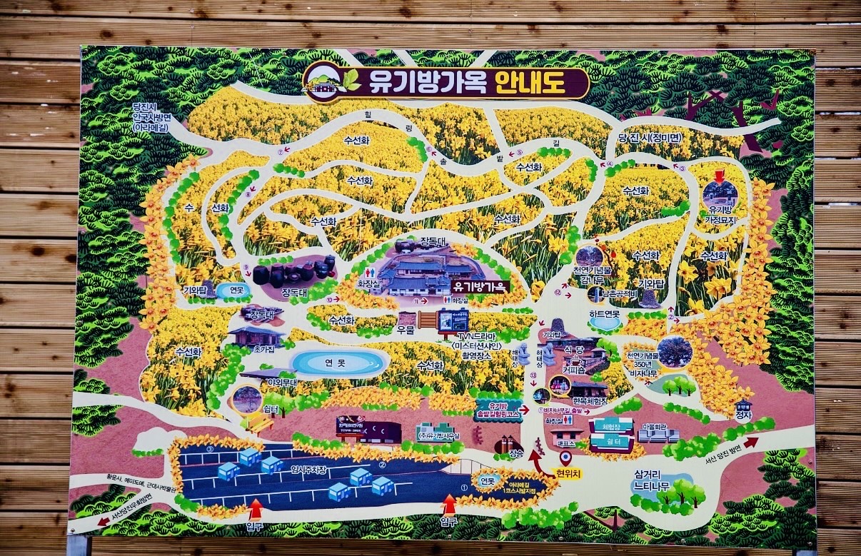 2026 서산 유기방가옥 축제 서산가볼만한곳 수선화 축제 4