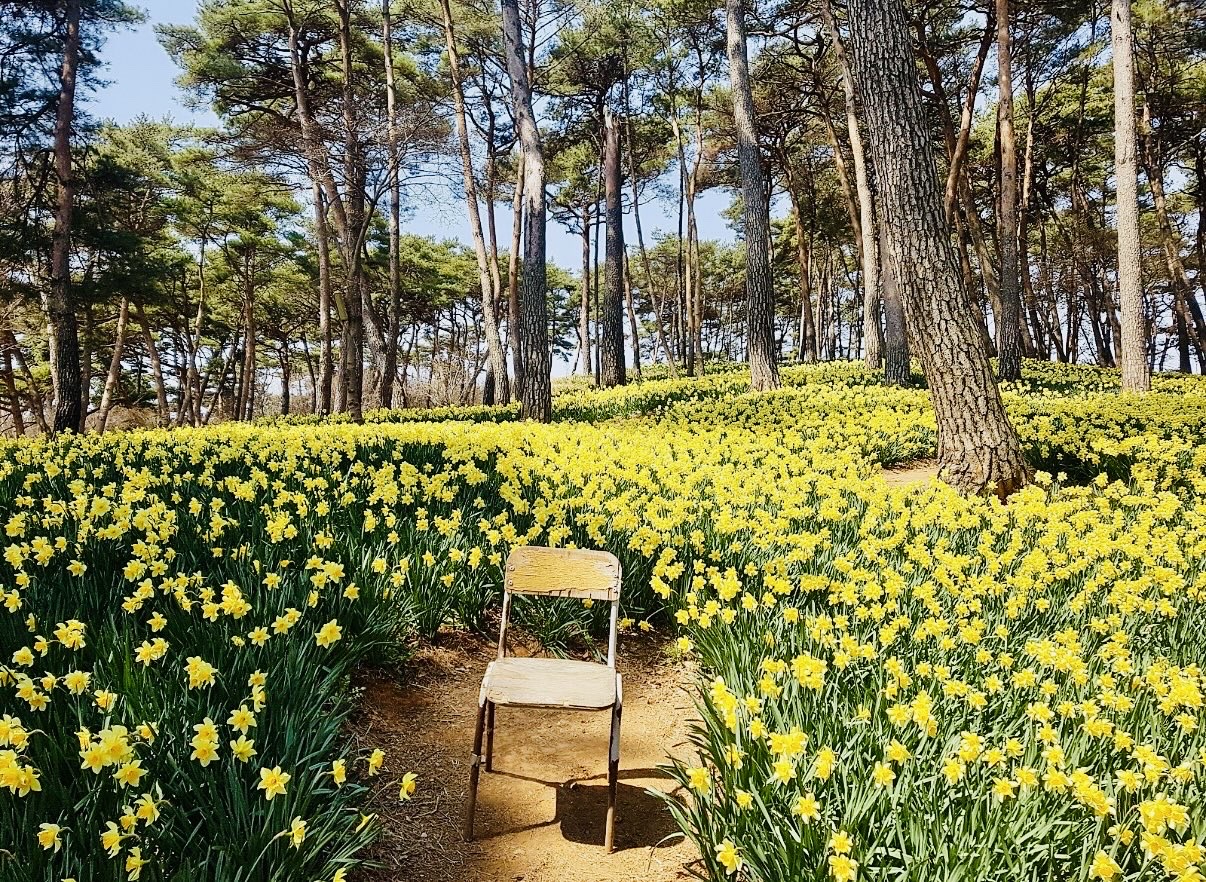 2026 서산 유기방가옥 축제 서산가볼만한곳 수선화 축제 5
