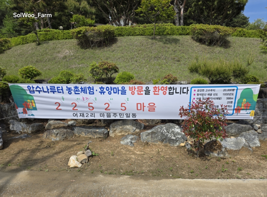 작약꽃과 함께하는 금강 여울목길 내발로 축제장에 다녀왔다. 작약 화분 하나 구입 4