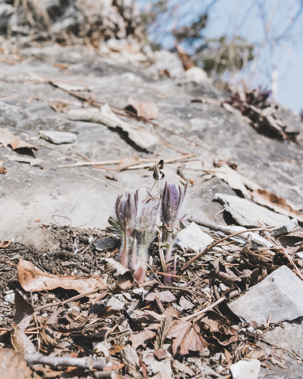 강원도 정선 동강 백운산 할미꽃 등산 코스 추천 5