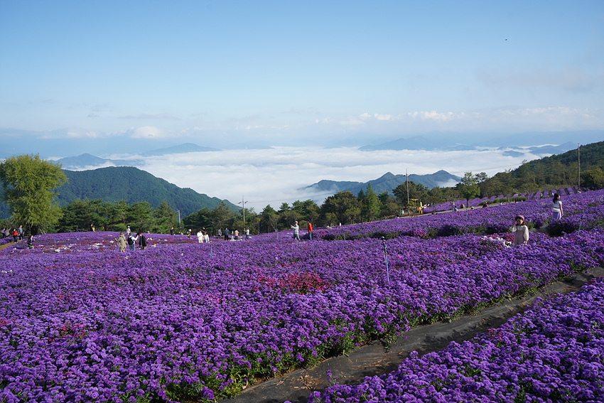 거창 감악산 별바람언덕 아스타국화 축제 2