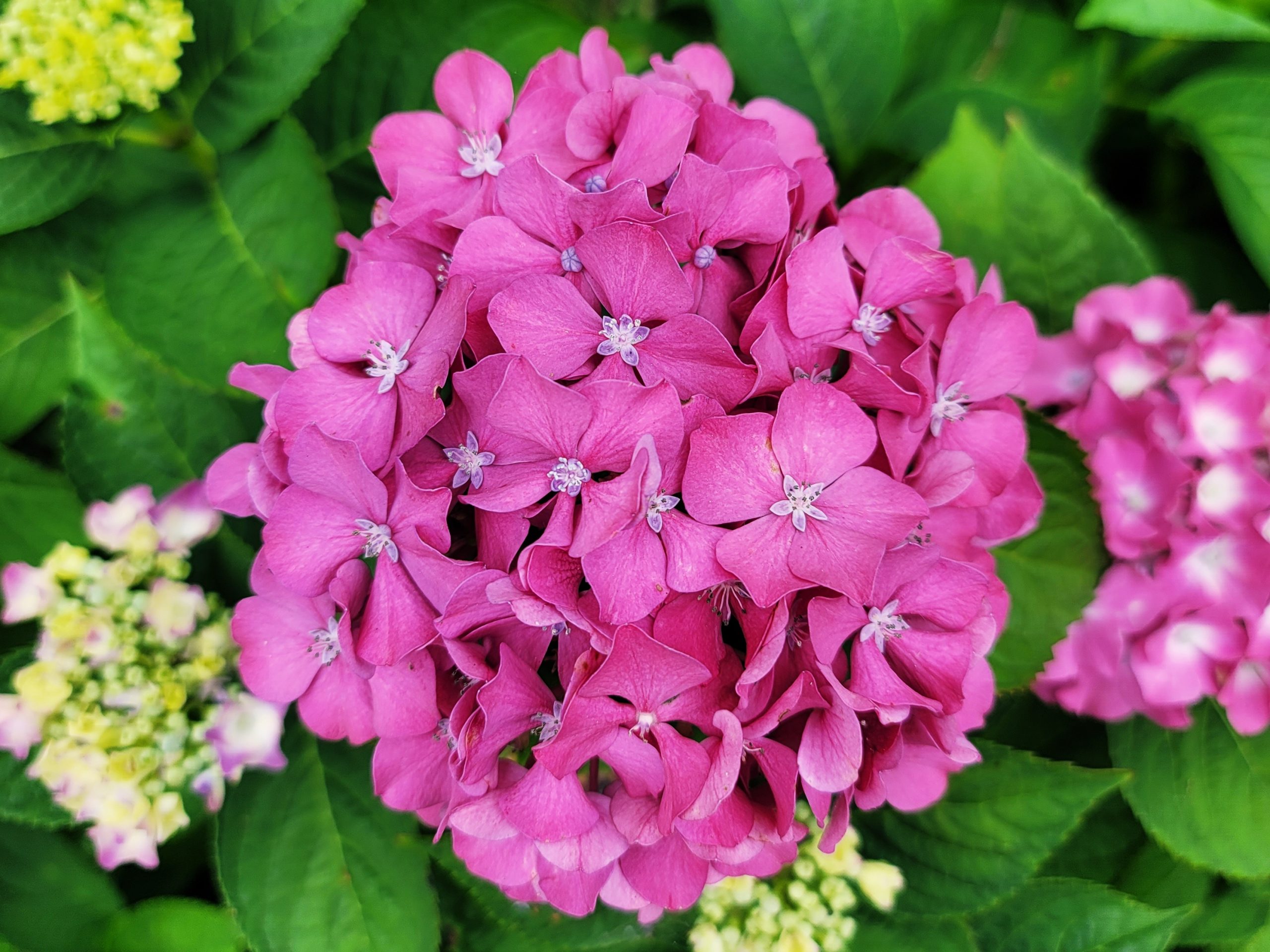 전남 6월 가볼만한곳 강진 수국 길 축제 보은산 브이랜드 공원 4