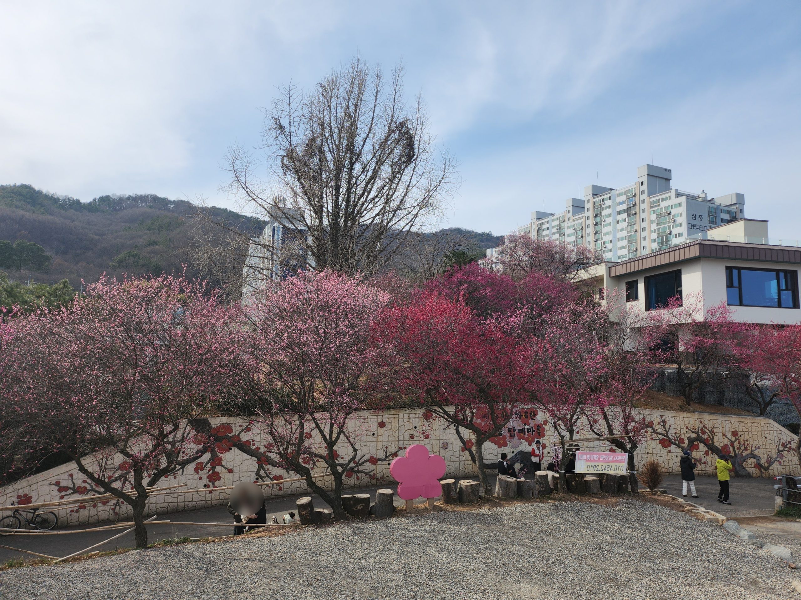 순천여행 매곡동 탐매마을, 홍매화가 가득핀 순천 홍매화명소 2