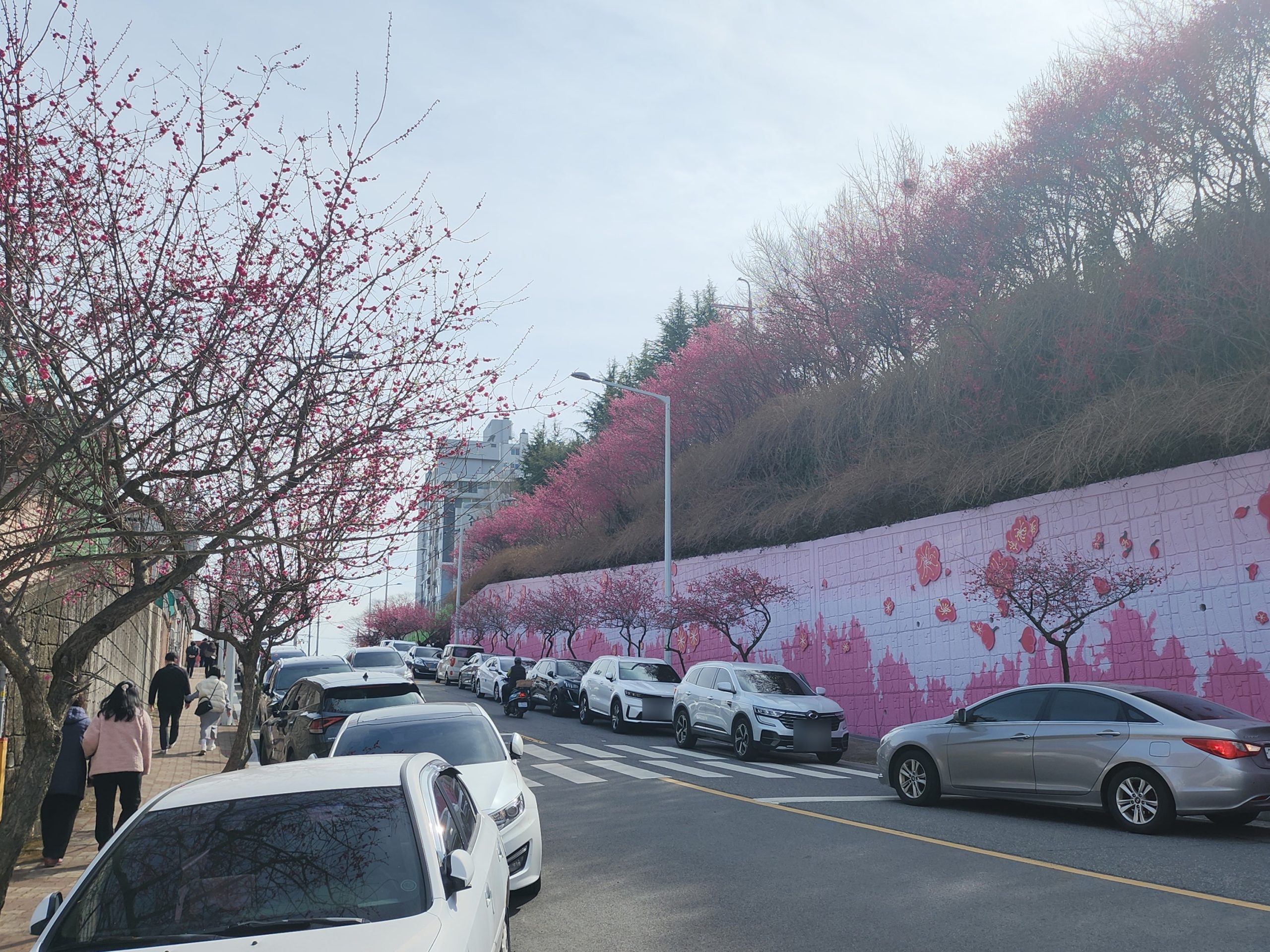 순천여행 매곡동 탐매마을, 홍매화가 가득핀 순천 홍매화명소 5